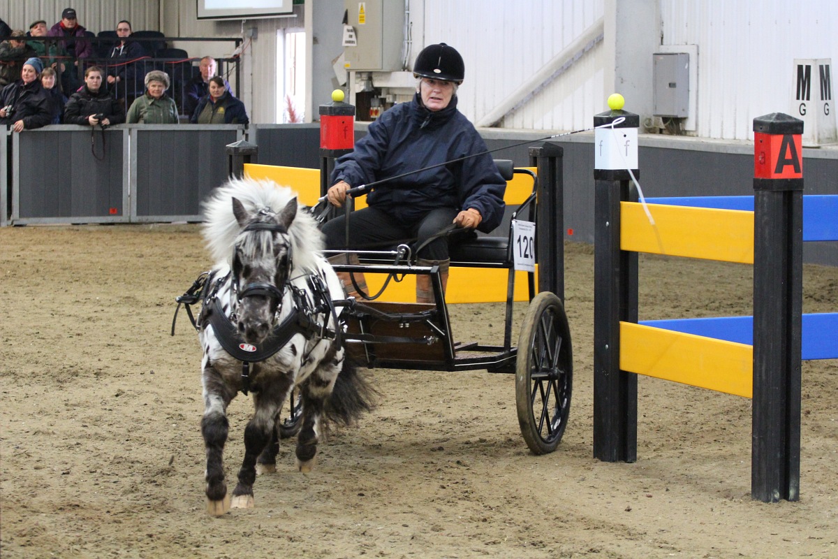 British National Indoor Carriage Driving Finals, Friday 3rd April 2015