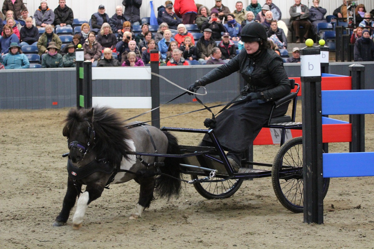 British National Indoor Carriage Driving Finals, Friday 3rd April 2015